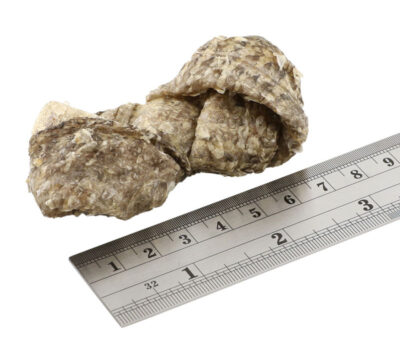 Fish4Dogs – Sea Jerky Knots - przysmaki – rozmiar - MiskaKarmy.pl